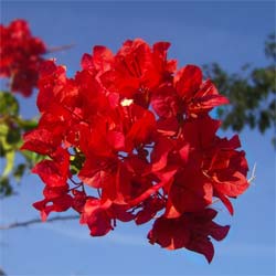 Bougainvillier rouge